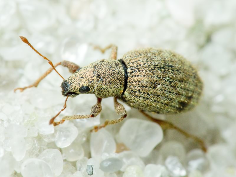 Sciaphilus asperatus (Bonsdorff, 1785)